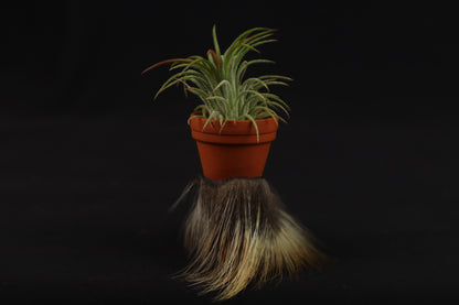 Porcupine Foot Planter with Air Plant