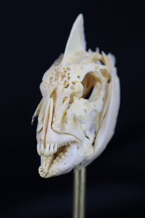 Sheepshead Fish Skull in Glass Dome