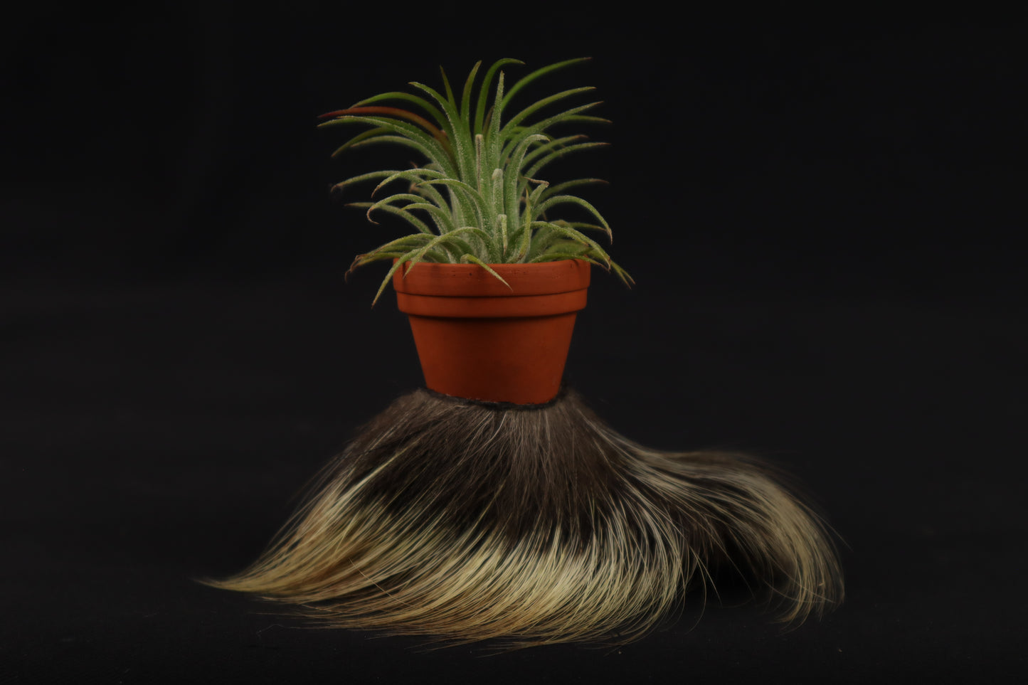 Porcupine Foot Planter with Air Plant