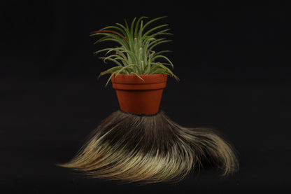 Porcupine Foot Planter with Air Plant