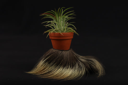 Porcupine Foot Planter with Air Plant