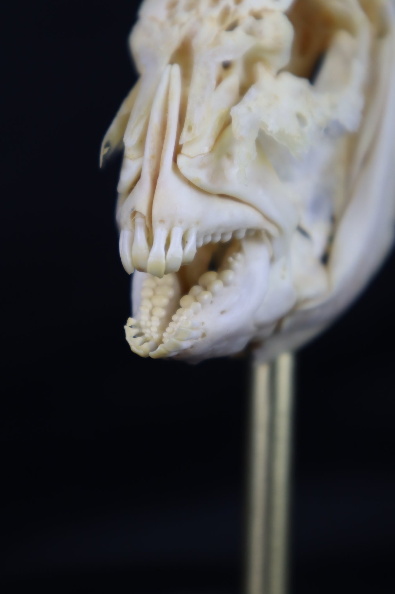 Sheepshead Fish Skull in Glass Dome