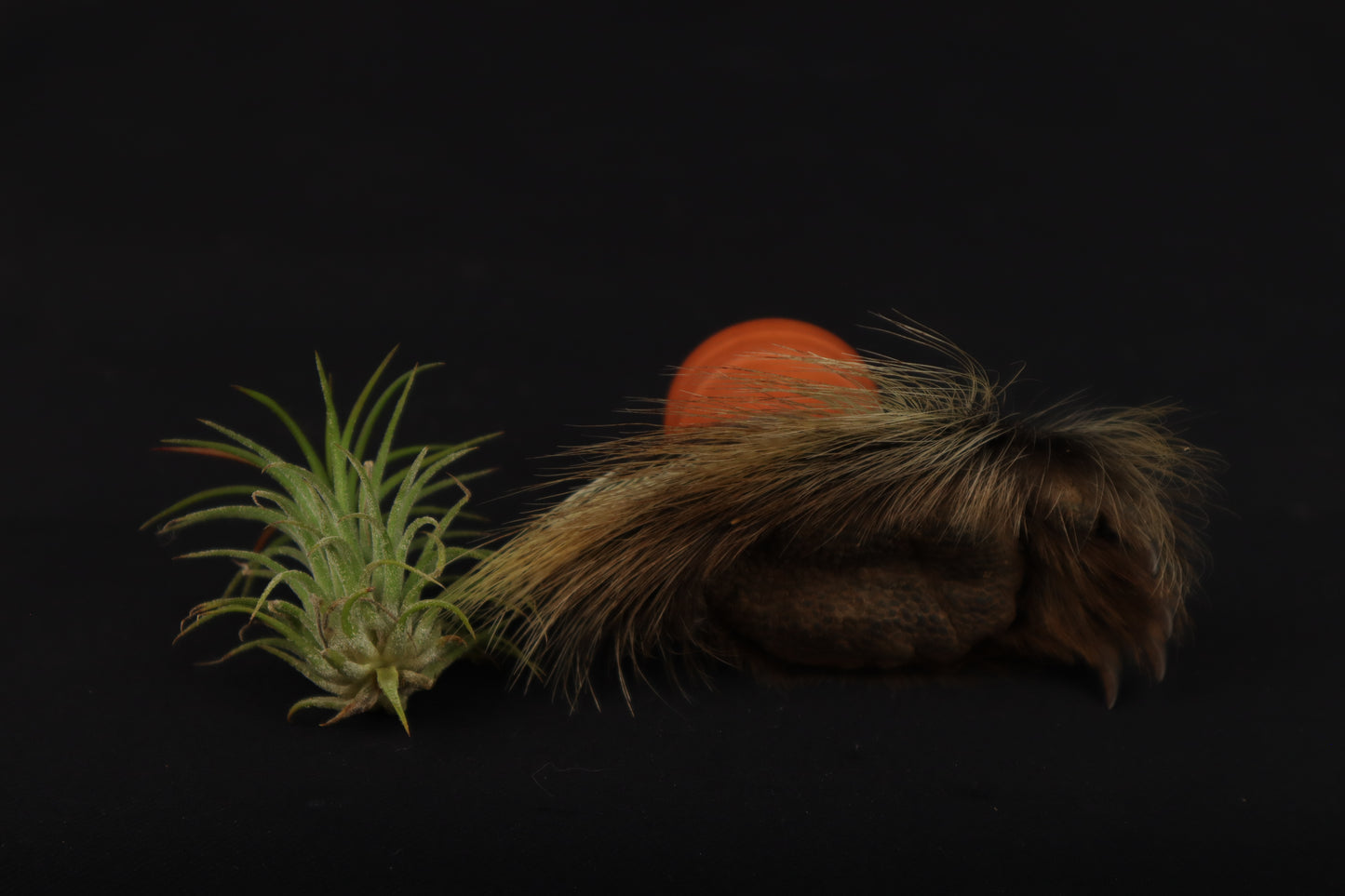Porcupine Foot Planter with Air Plant