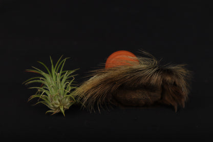 Porcupine Foot Planter with Air Plant