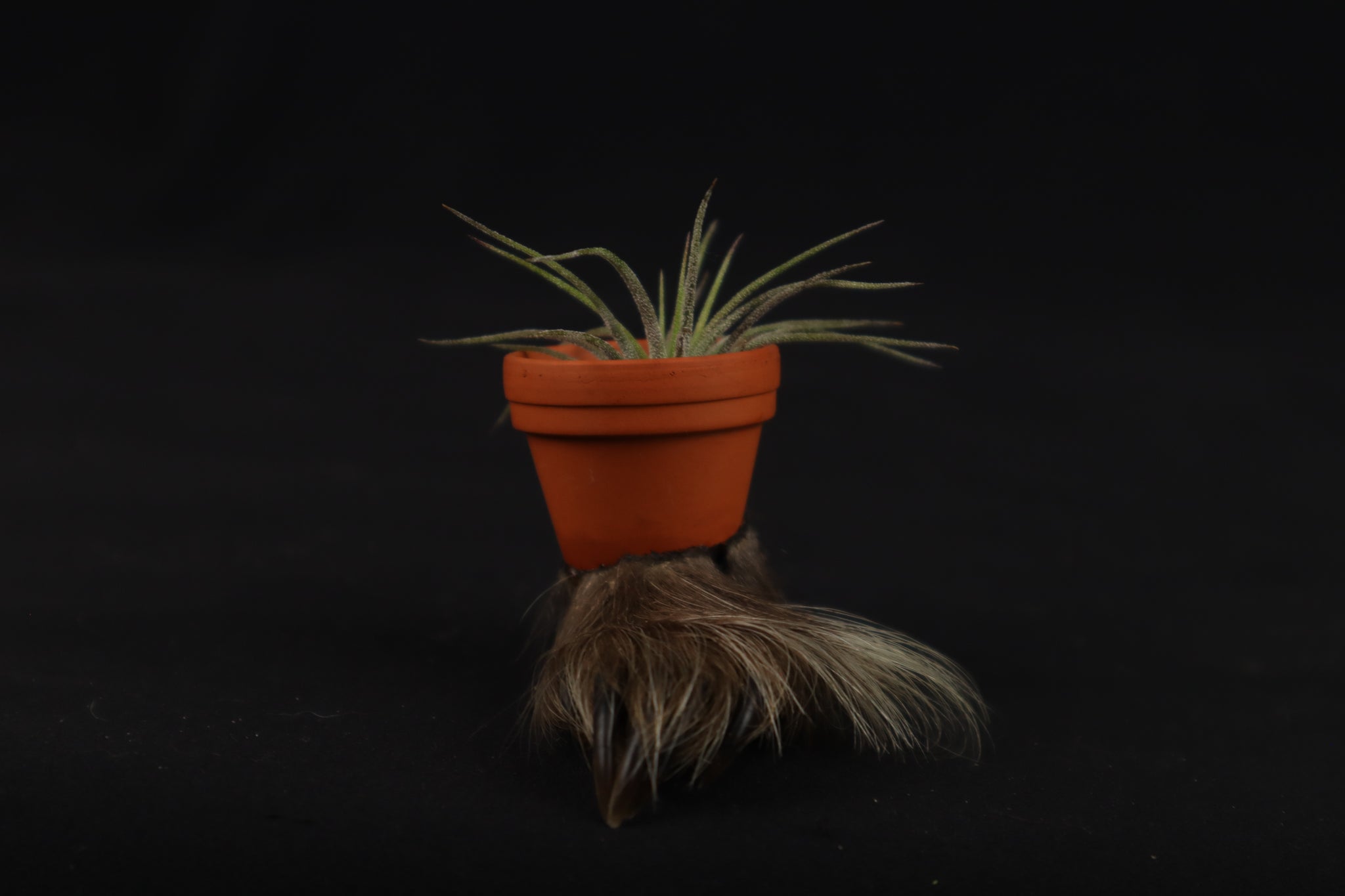 Porcupine Foot Planter with Air Plant