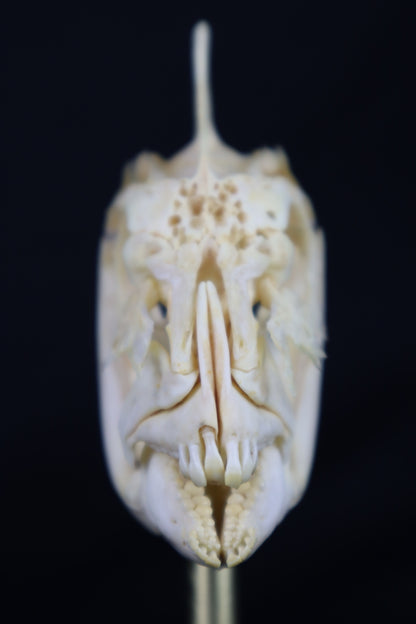Sheepshead Fish Skull in Glass Dome