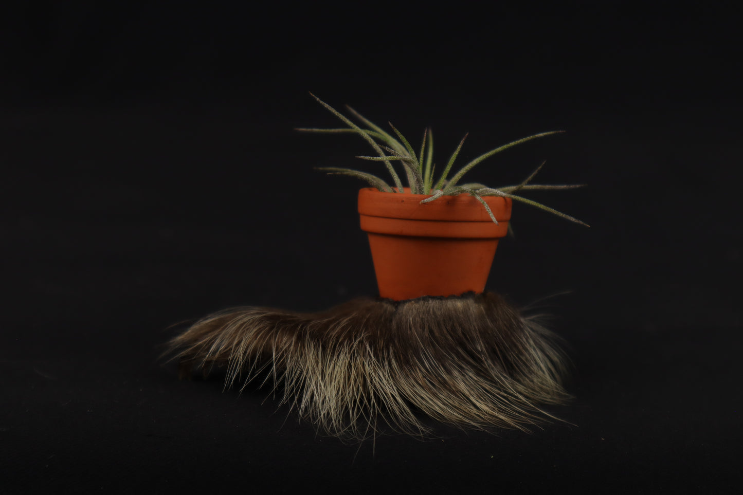Porcupine Foot Planter with Air Plant