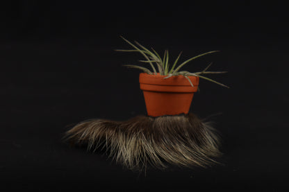 Porcupine Foot Planter with Air Plant