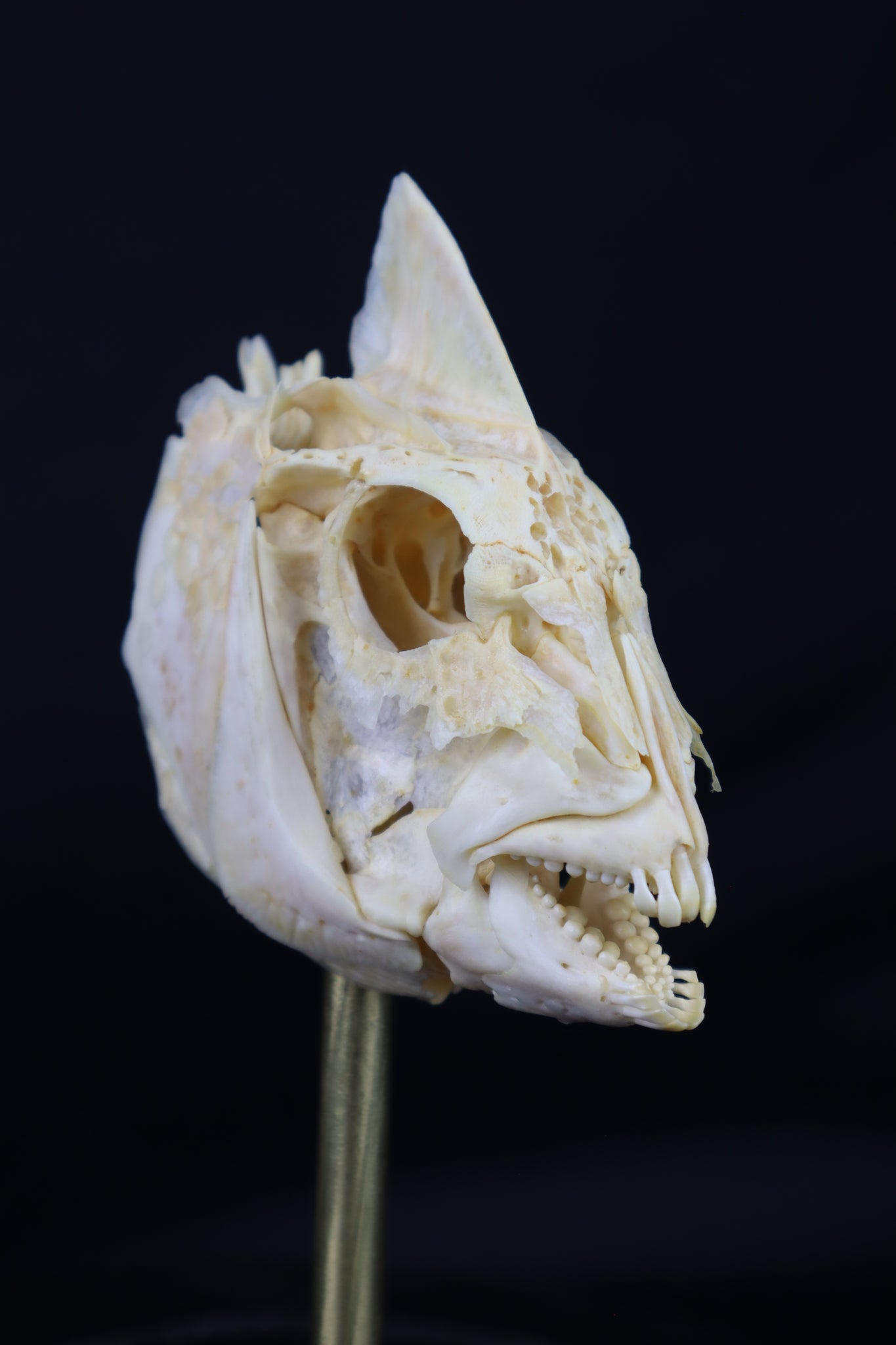Sheepshead Fish Skull in Glass Dome