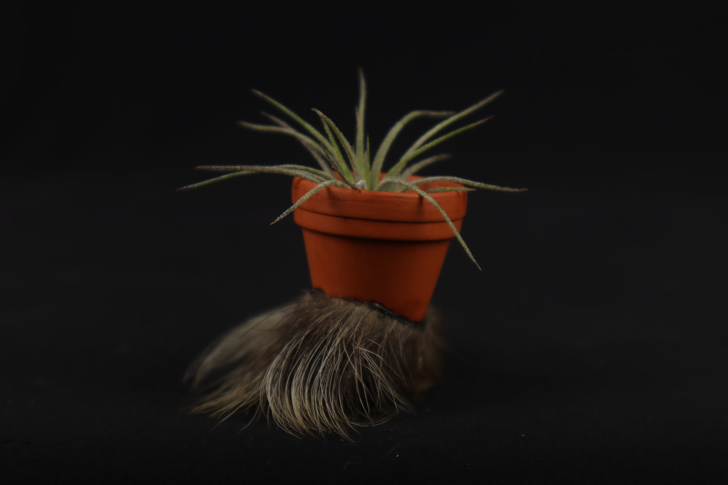 Porcupine Foot Planter with Air Plant