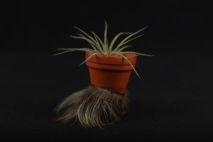 Porcupine Foot Planter with Air Plant