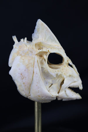 Sheepshead Fish Skull in Glass Dome