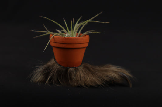 Porcupine Foot Planter with Air Plant