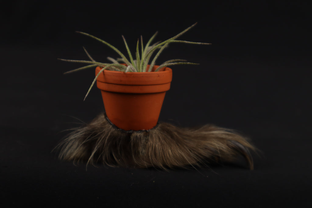 Porcupine Foot Planter with Air Plant
