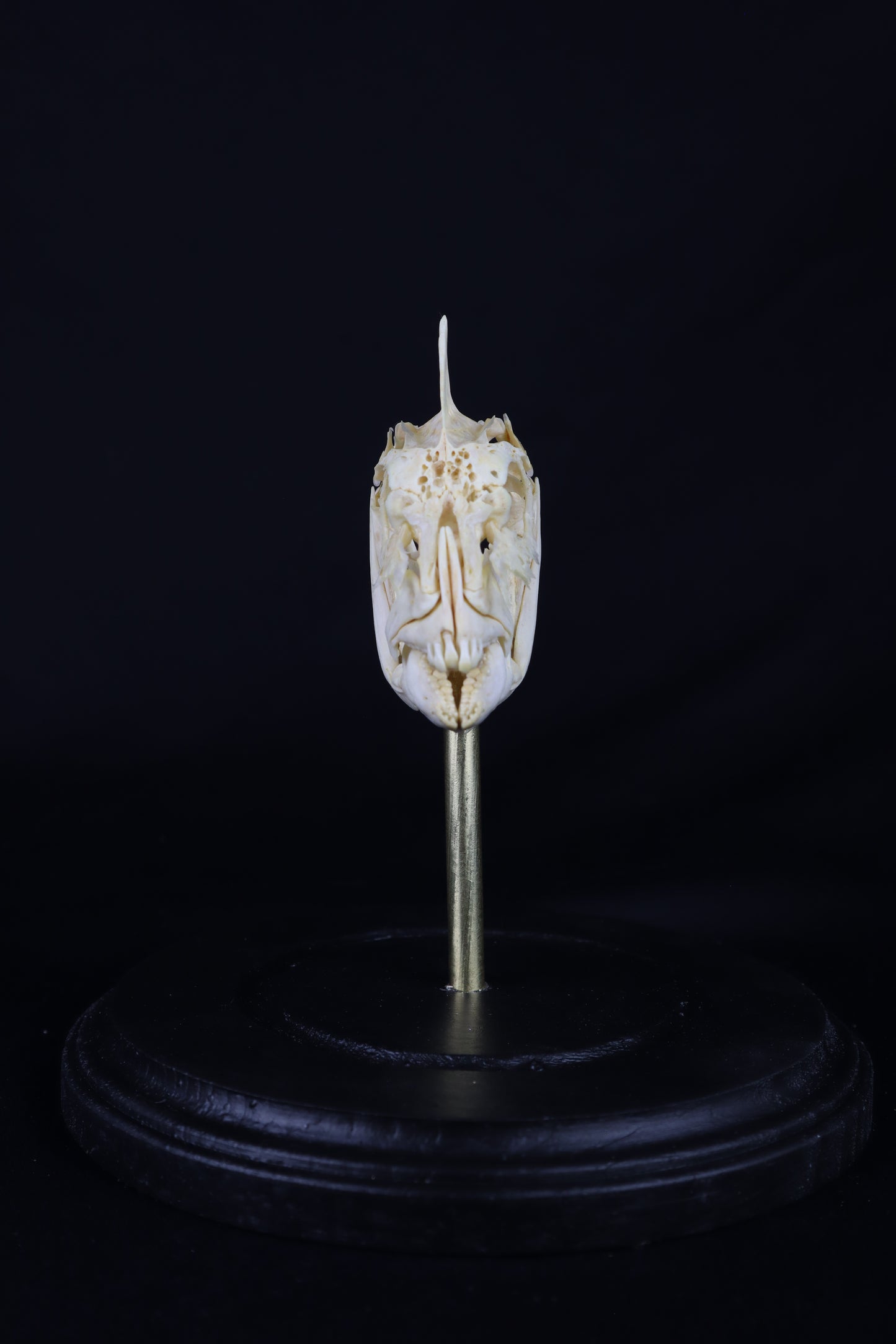 Sheepshead Fish Skull in Glass Dome