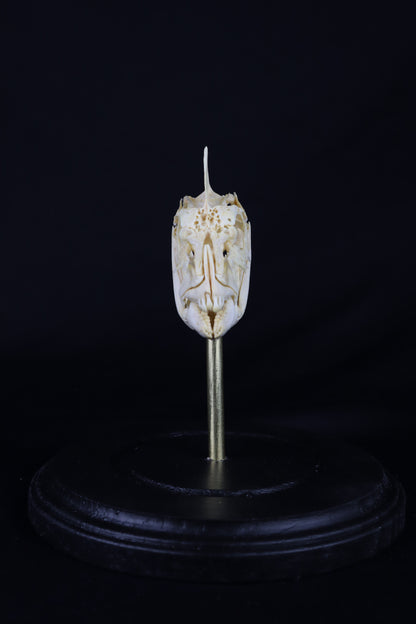 Sheepshead Fish Skull in Glass Dome
