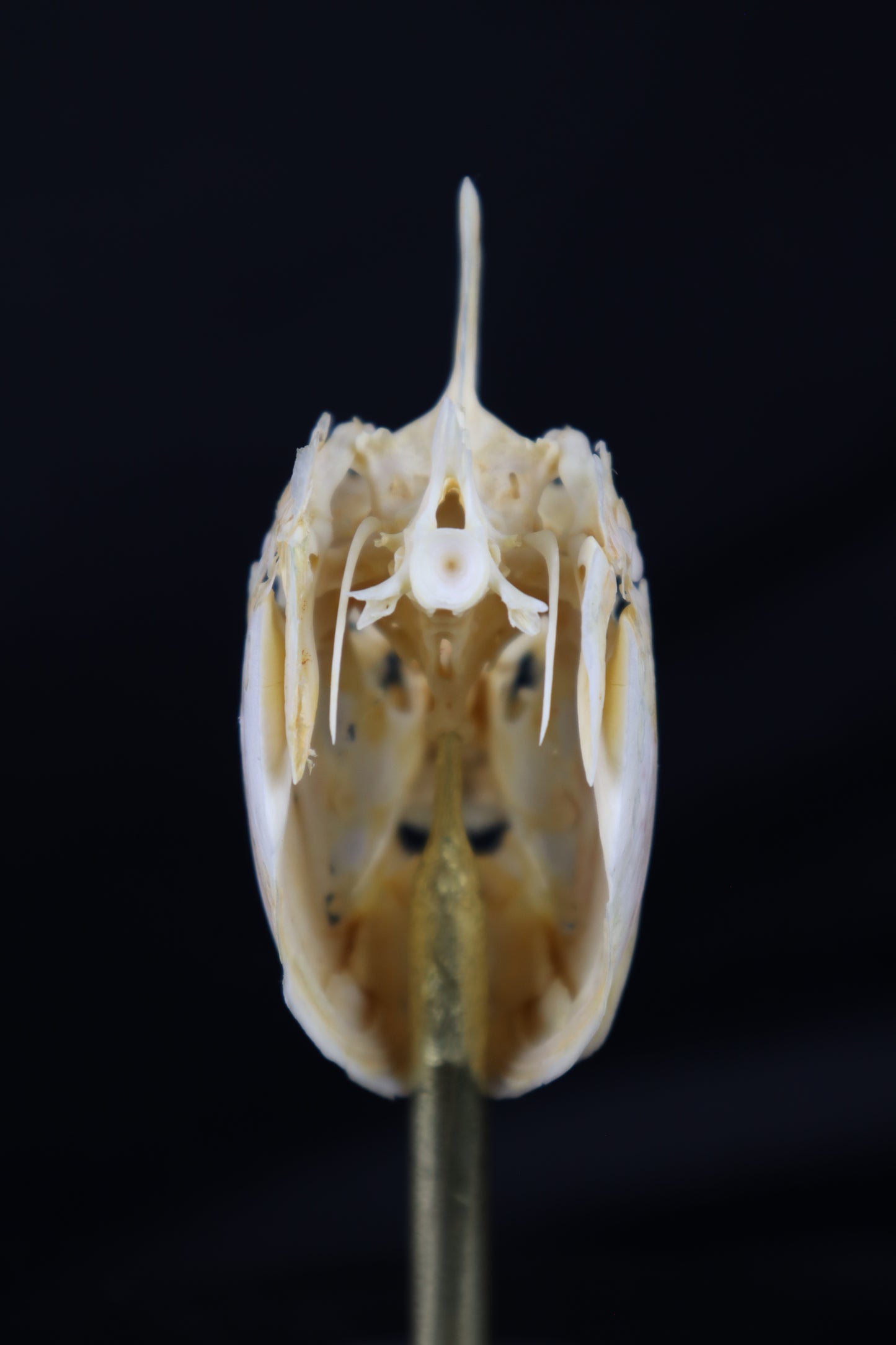 Sheepshead Fish Skull in Glass Dome