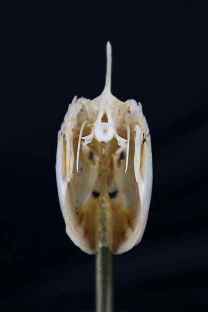 Sheepshead Fish Skull in Glass Dome