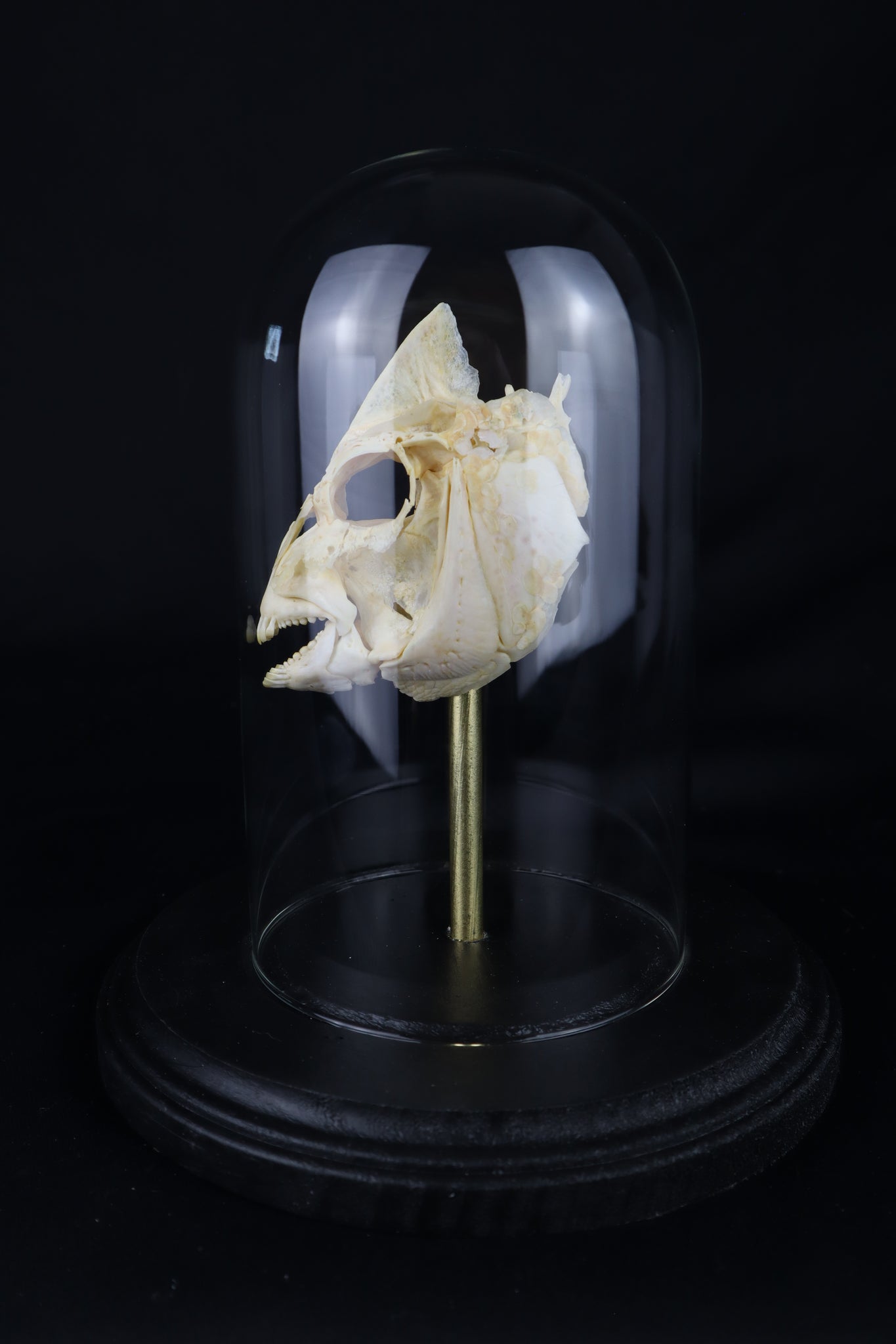 Sheepshead Fish Skull in Glass Dome