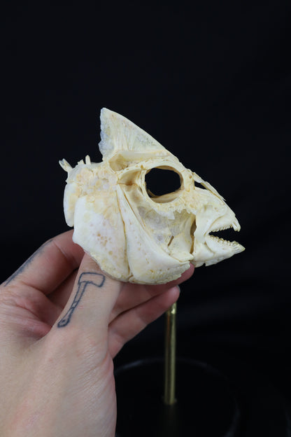 Sheepshead Fish Skull in Glass Dome