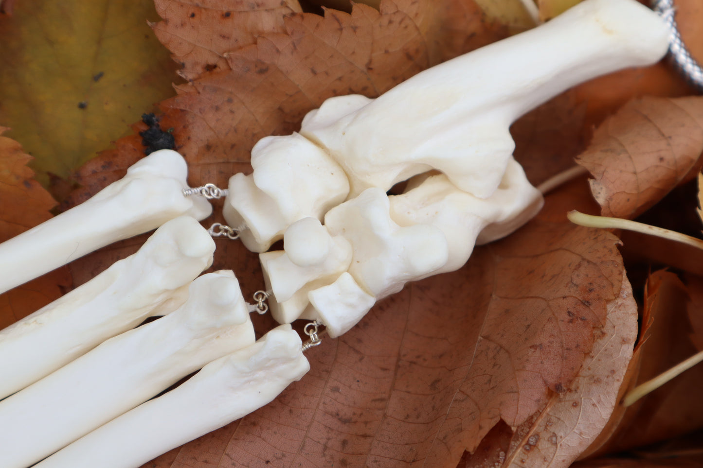 Fluid Mountain Lion Paw Articulation with Labradorite "Claws"