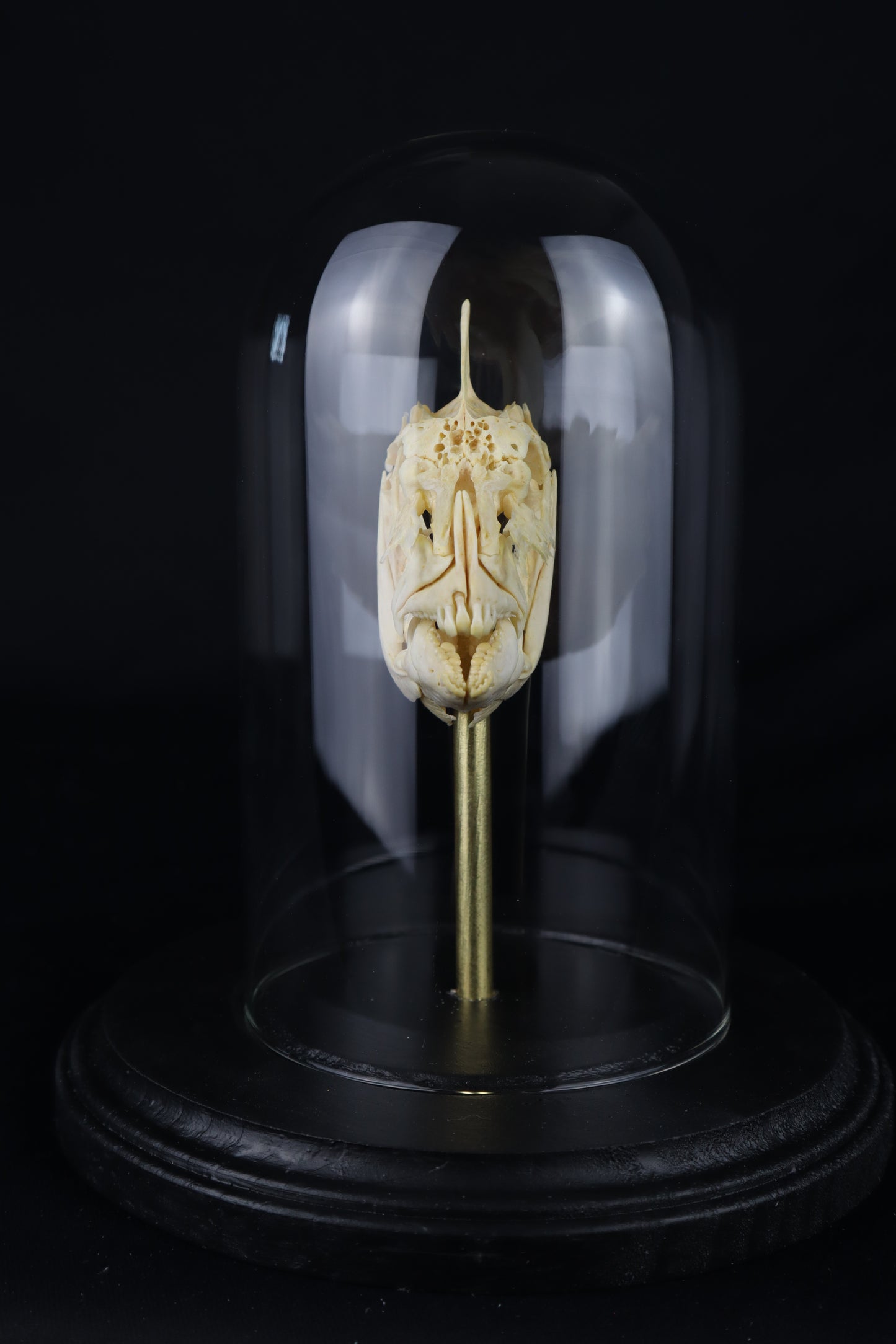 Sheepshead Fish Skull in Glass Dome
