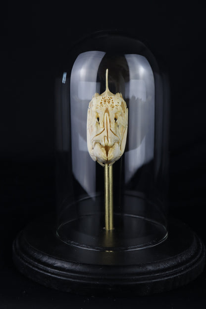 Sheepshead Fish Skull in Glass Dome