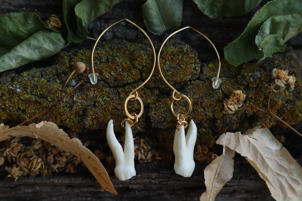 Pig Tooth Earrings - 10k Gold Plated