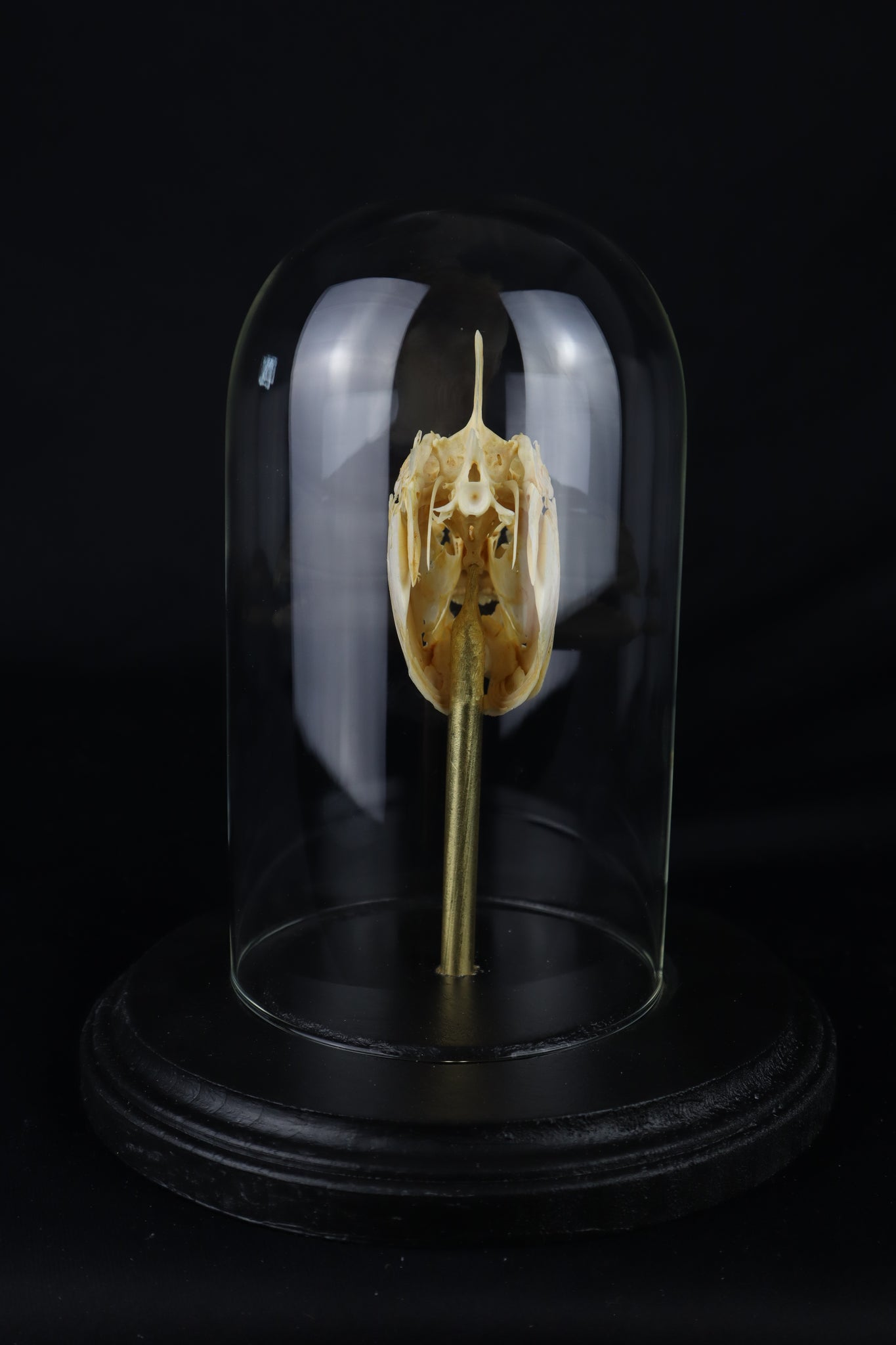 Sheepshead Fish Skull in Glass Dome