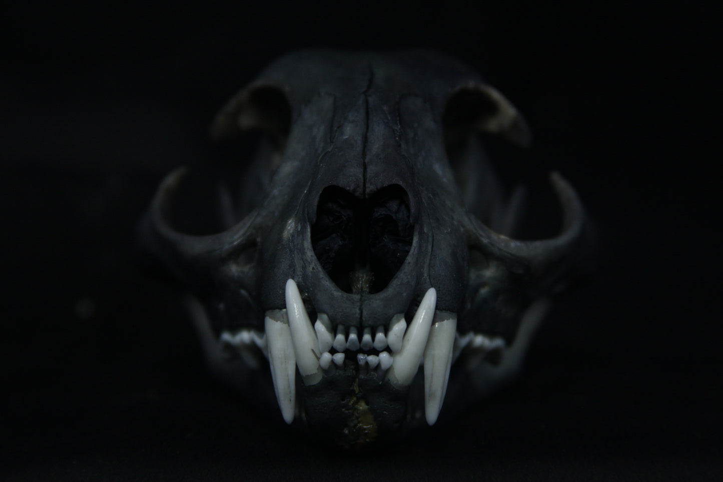 Harmony Stained Bobcat Skull