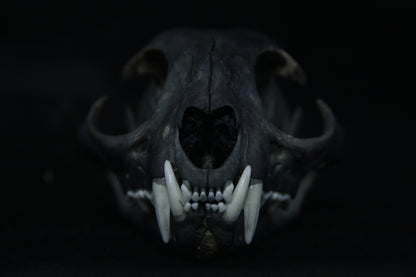 Harmony Stained Bobcat Skull