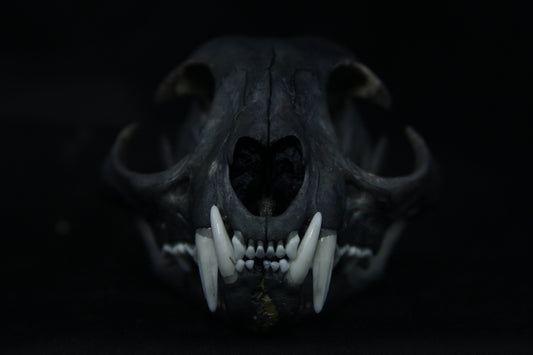 Harmony Stained Bobcat Skull