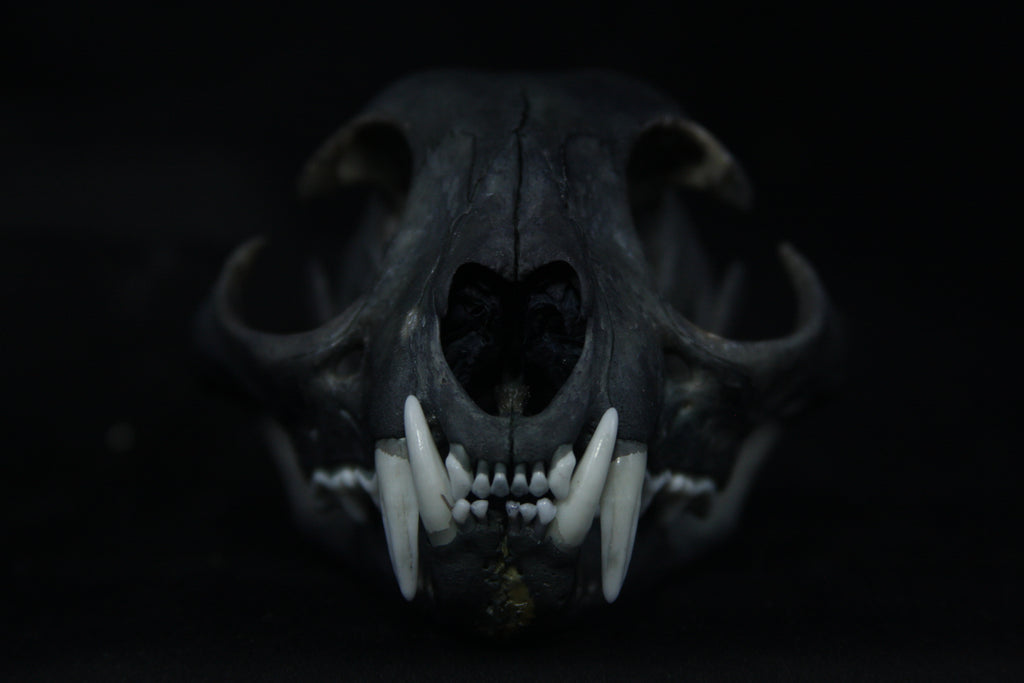 Harmony Stained Bobcat Skull