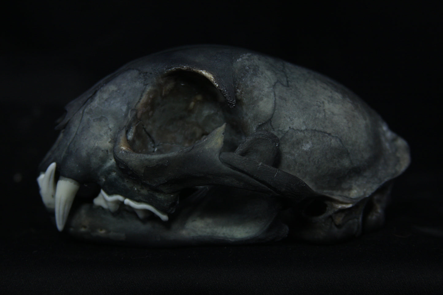 Harmony Stained Bobcat Skull