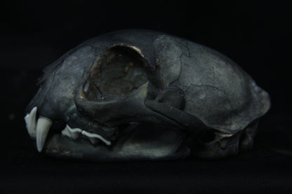 Harmony Stained Bobcat Skull