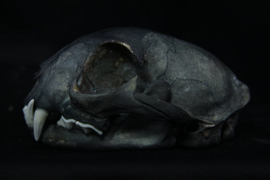 Harmony Stained Bobcat Skull