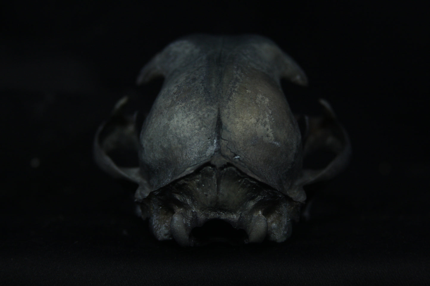 Harmony Stained Bobcat Skull