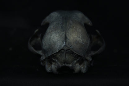 Harmony Stained Bobcat Skull