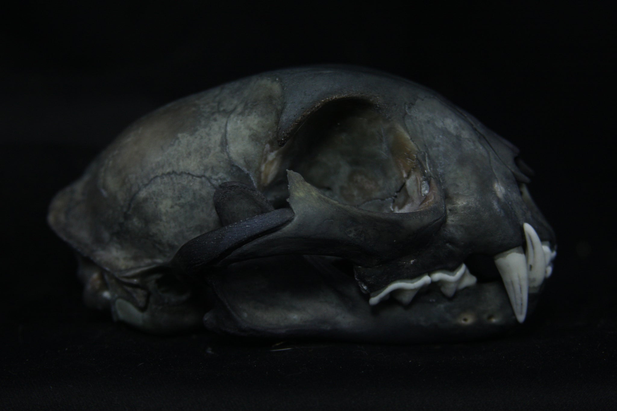 Harmony Stained Bobcat Skull