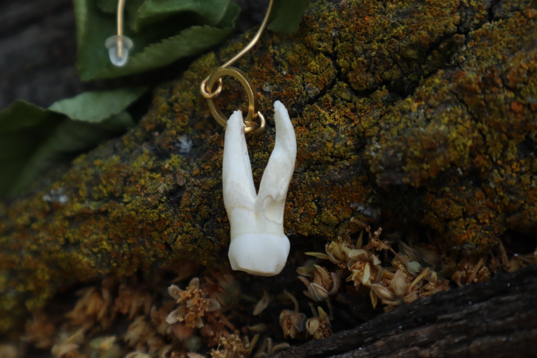 Pig Tooth Earrings - 10k Gold Plated