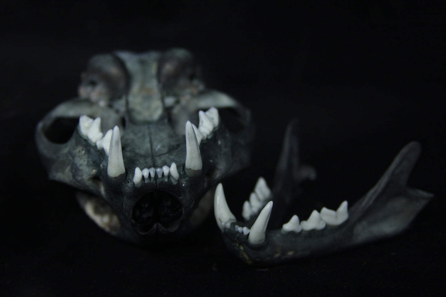 Harmony Stained Bobcat Skull