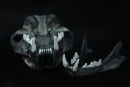Harmony Stained Bobcat Skull