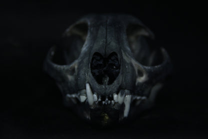 Harmony Stained Bobcat Skull