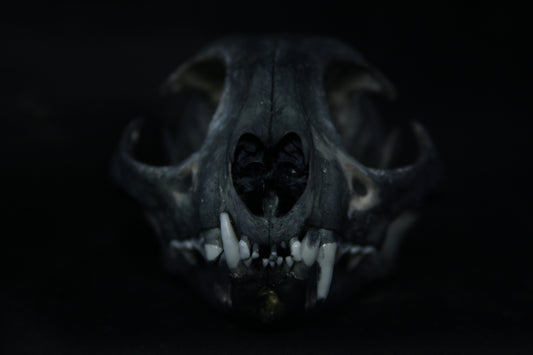 Harmony Stained Bobcat Skull