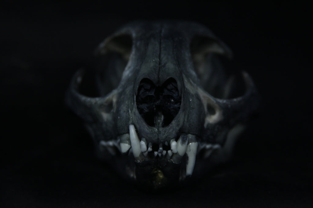 Harmony Stained Bobcat Skull