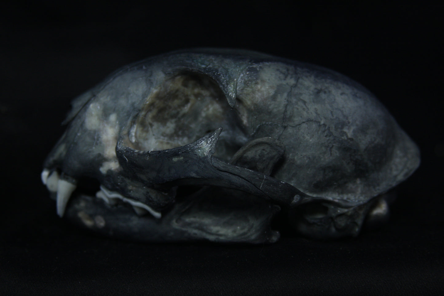 Harmony Stained Bobcat Skull