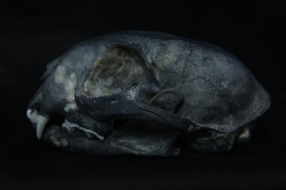 Harmony Stained Bobcat Skull