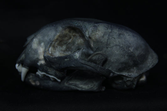 Harmony Stained Bobcat Skull
