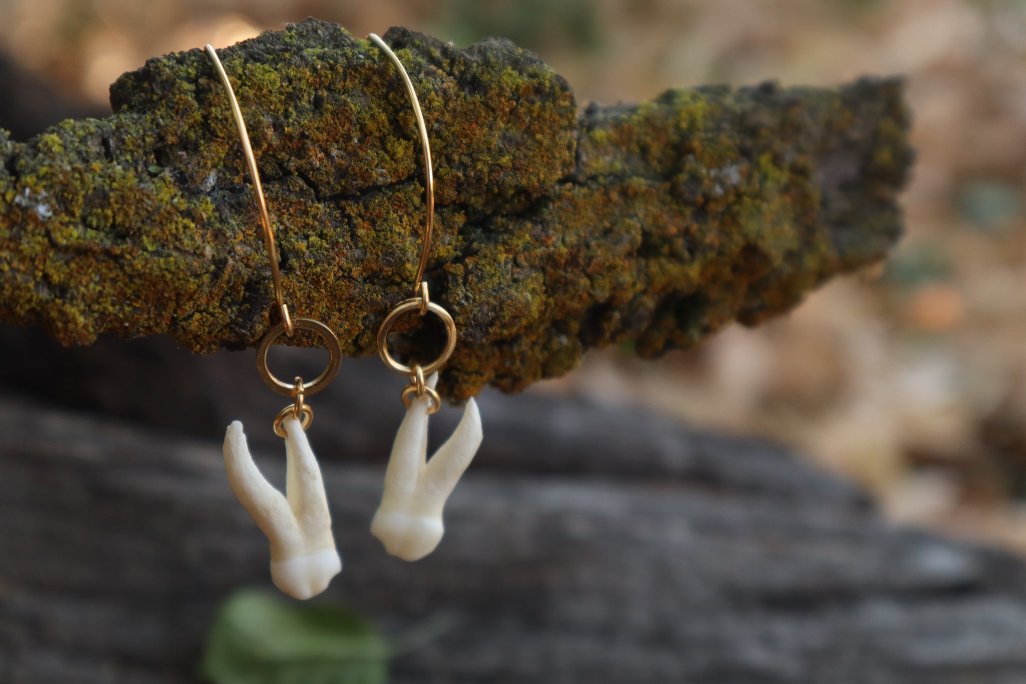 Pig Tooth Earrings - 10k Gold Plated