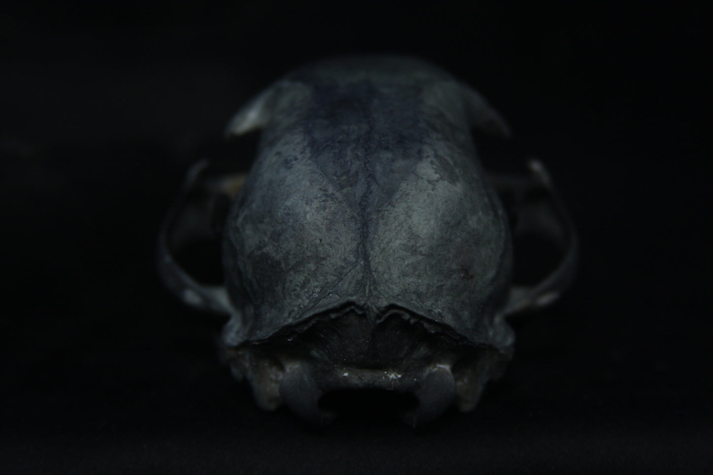 Harmony Stained Bobcat Skull